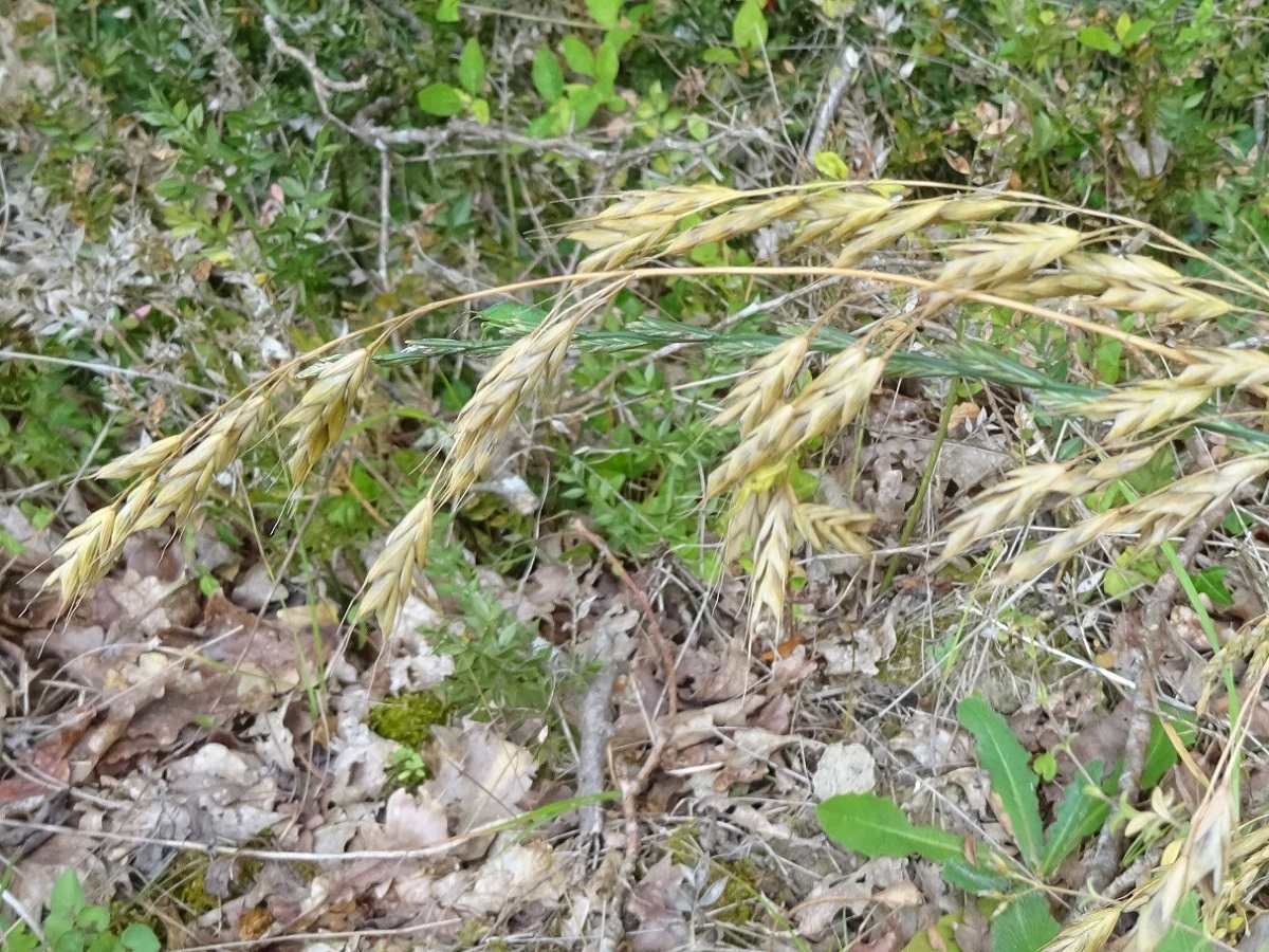 Bromus commutatus subsp. decipiens (Poaceae)